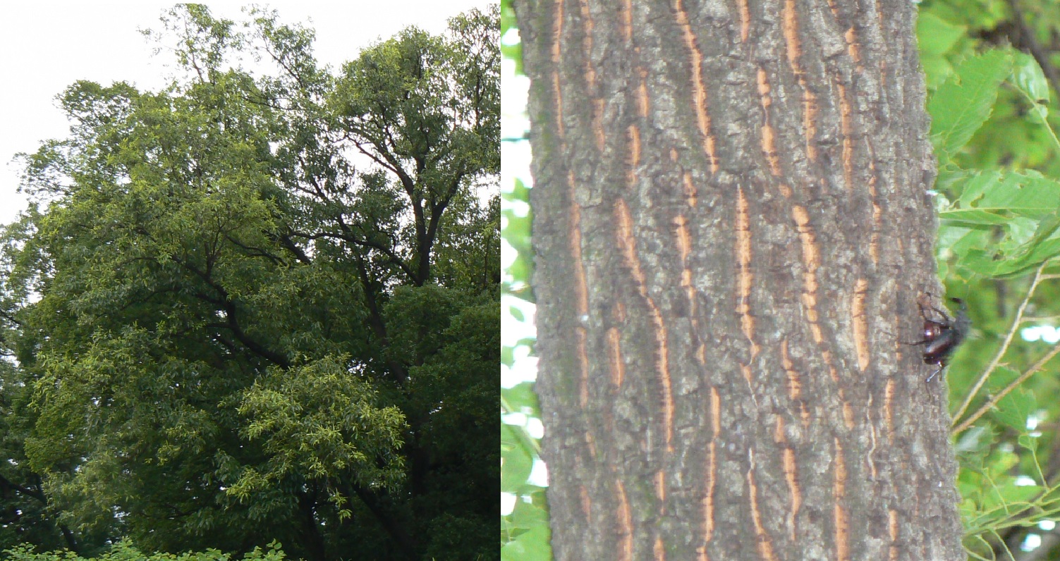 ２番目のクヌギの目線より3ｍ程上_ノコギリクワガタのペア_2021年5月30日5時35分頃 20度